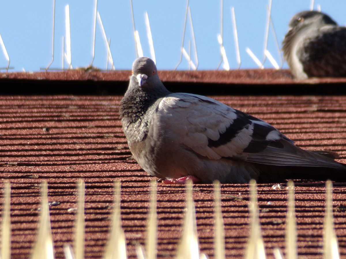 Сизый голубь (Одомашненного типа) - ML621184951