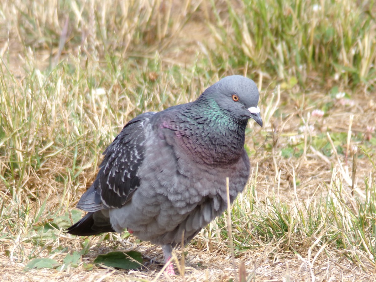 Rock Pigeon (Feral Pigeon) - ML621184952