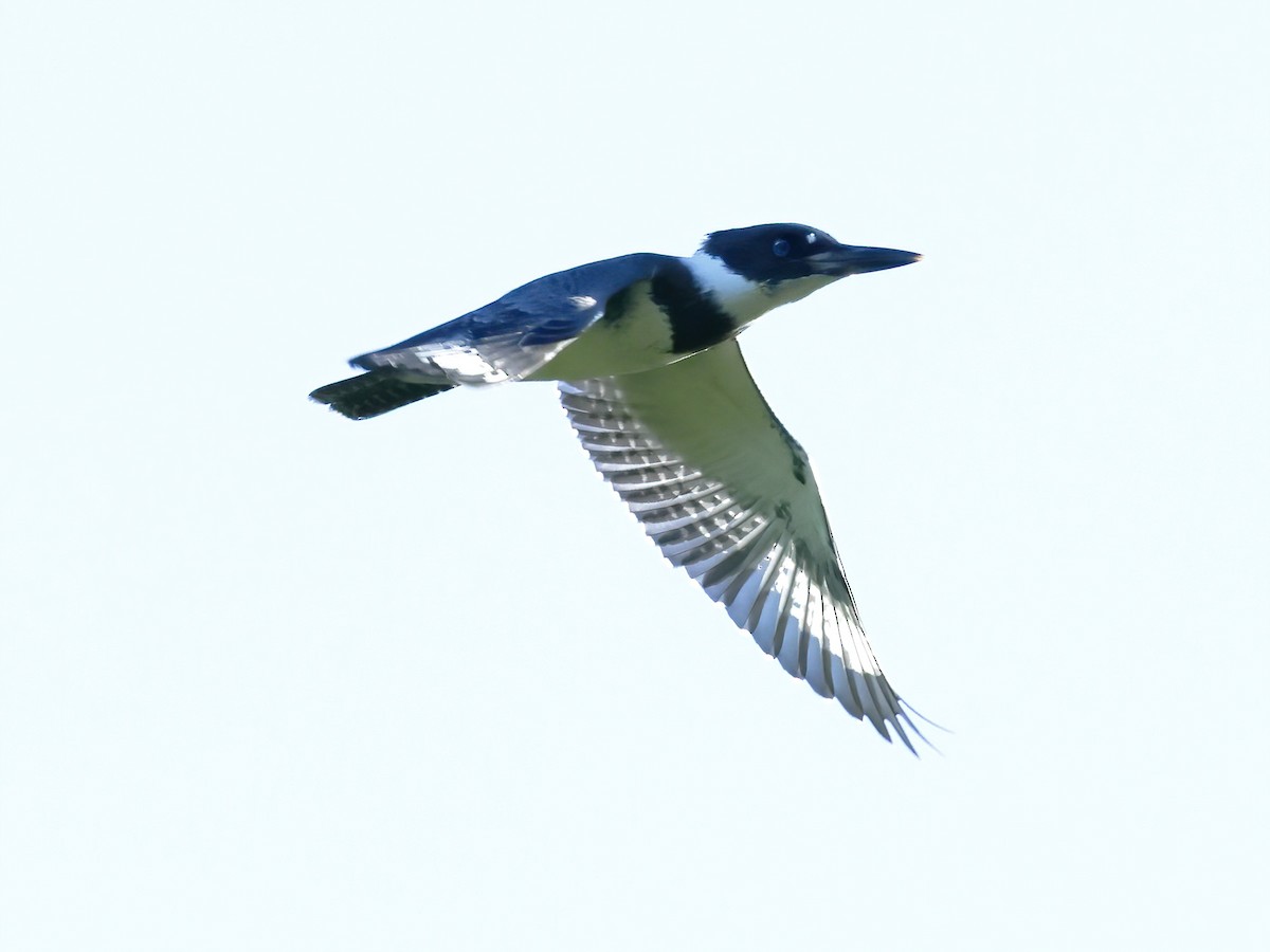 Belted Kingfisher - ML621184955