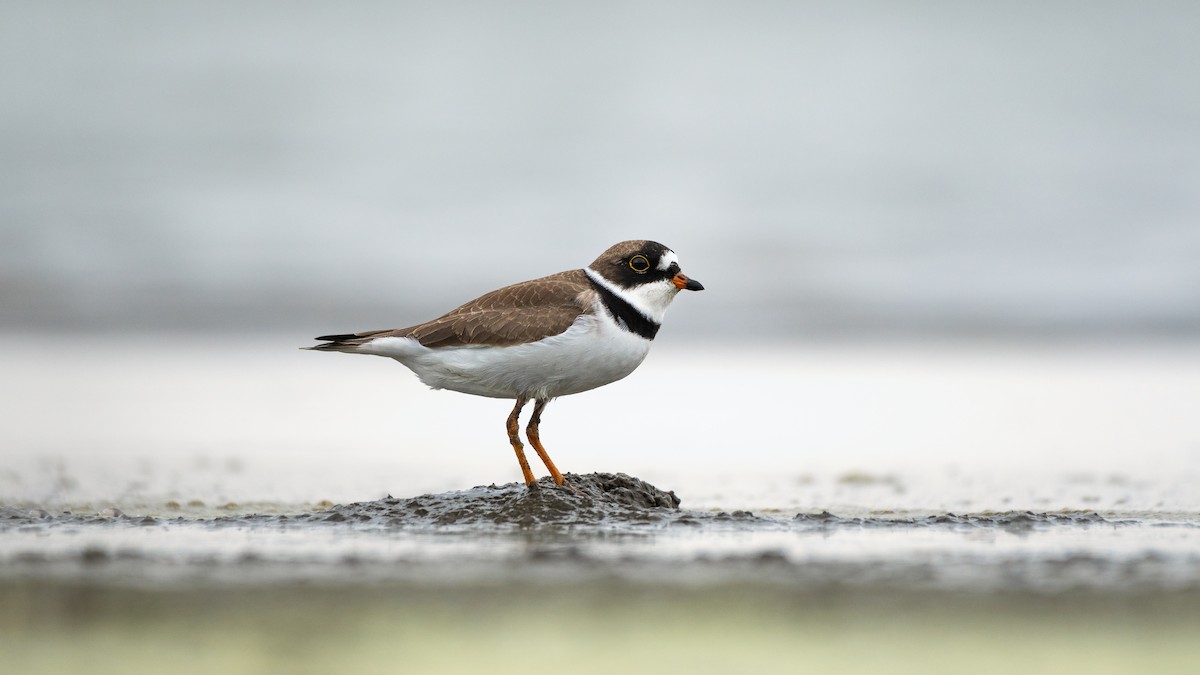 Semipalmated Plover - ML621184972