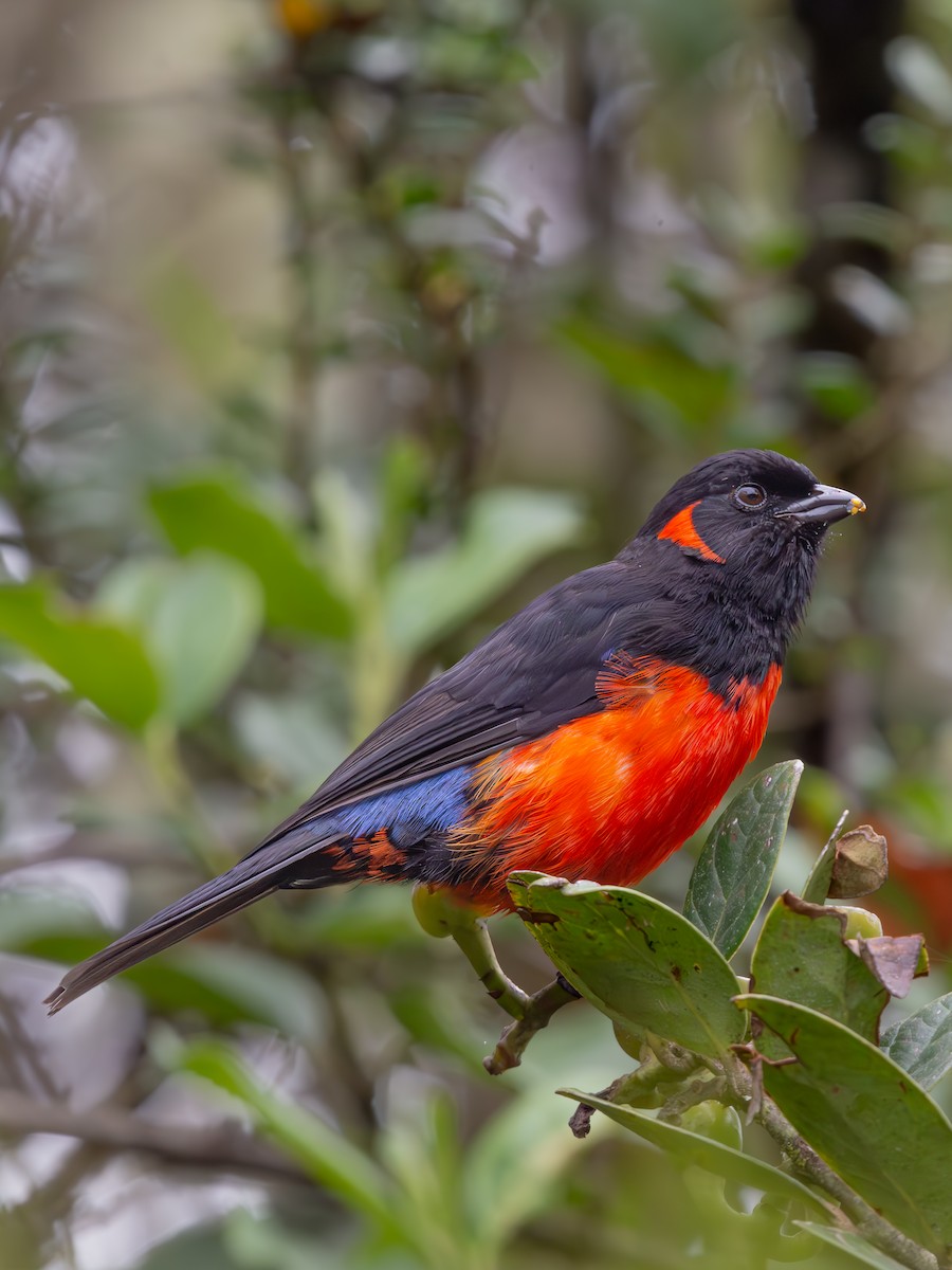 Scarlet-bellied Mountain Tanager - ML621184973