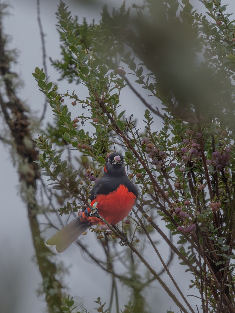 Scarlet-bellied Mountain Tanager - ML621184976