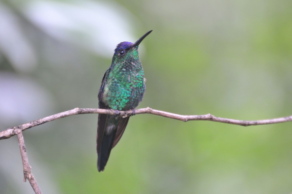 kolibřík fialovotemenný - ML621184984