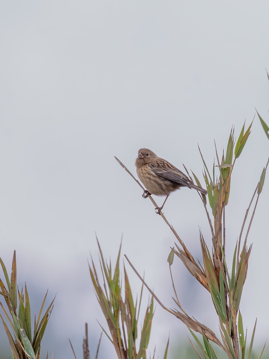 Plain-colored Seedeater - ML621184988