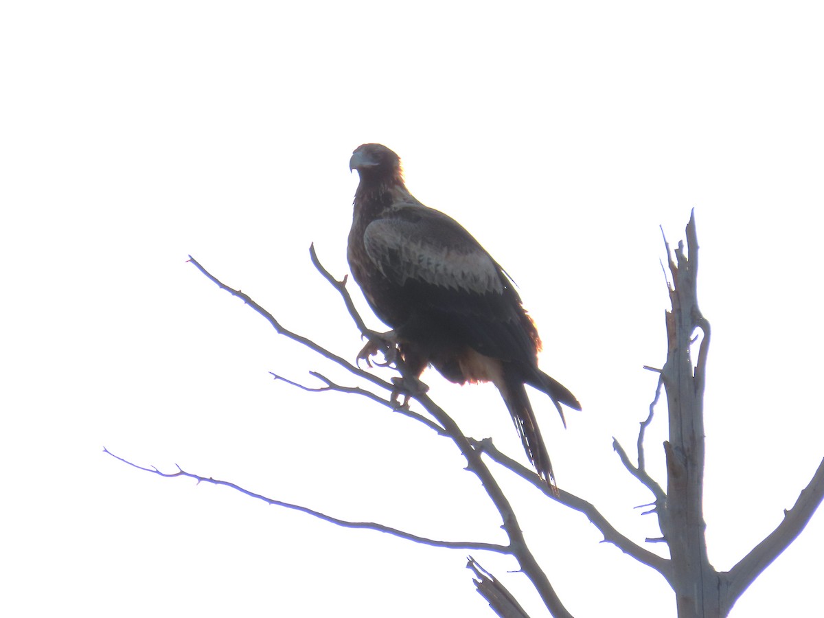 Wedge-tailed Eagle - ML621184995