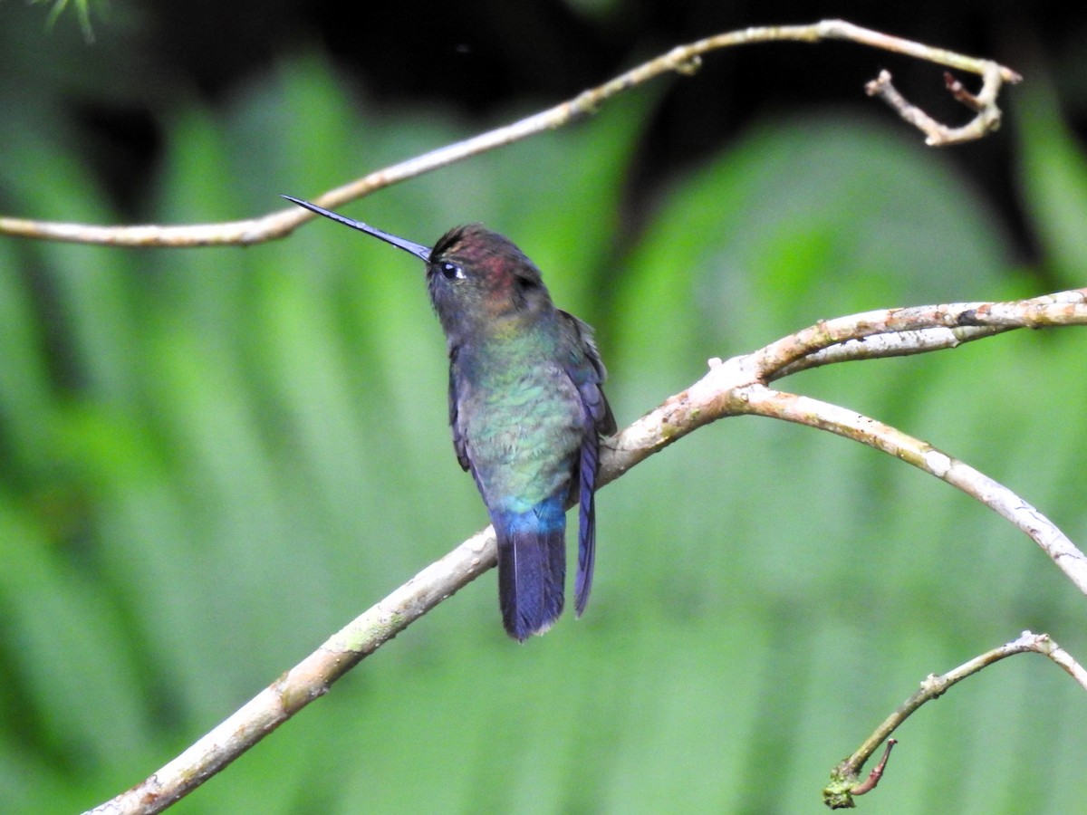 kolibřík zelenočelý - ML621185069