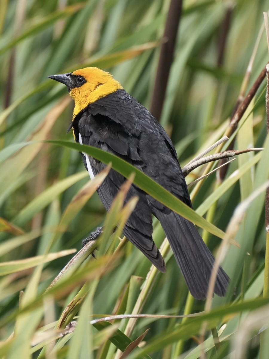 Yellow-headed Blackbird - ML621185071