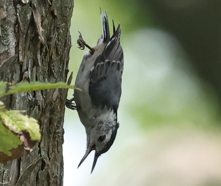 White-breasted Nuthatch - ML621185095