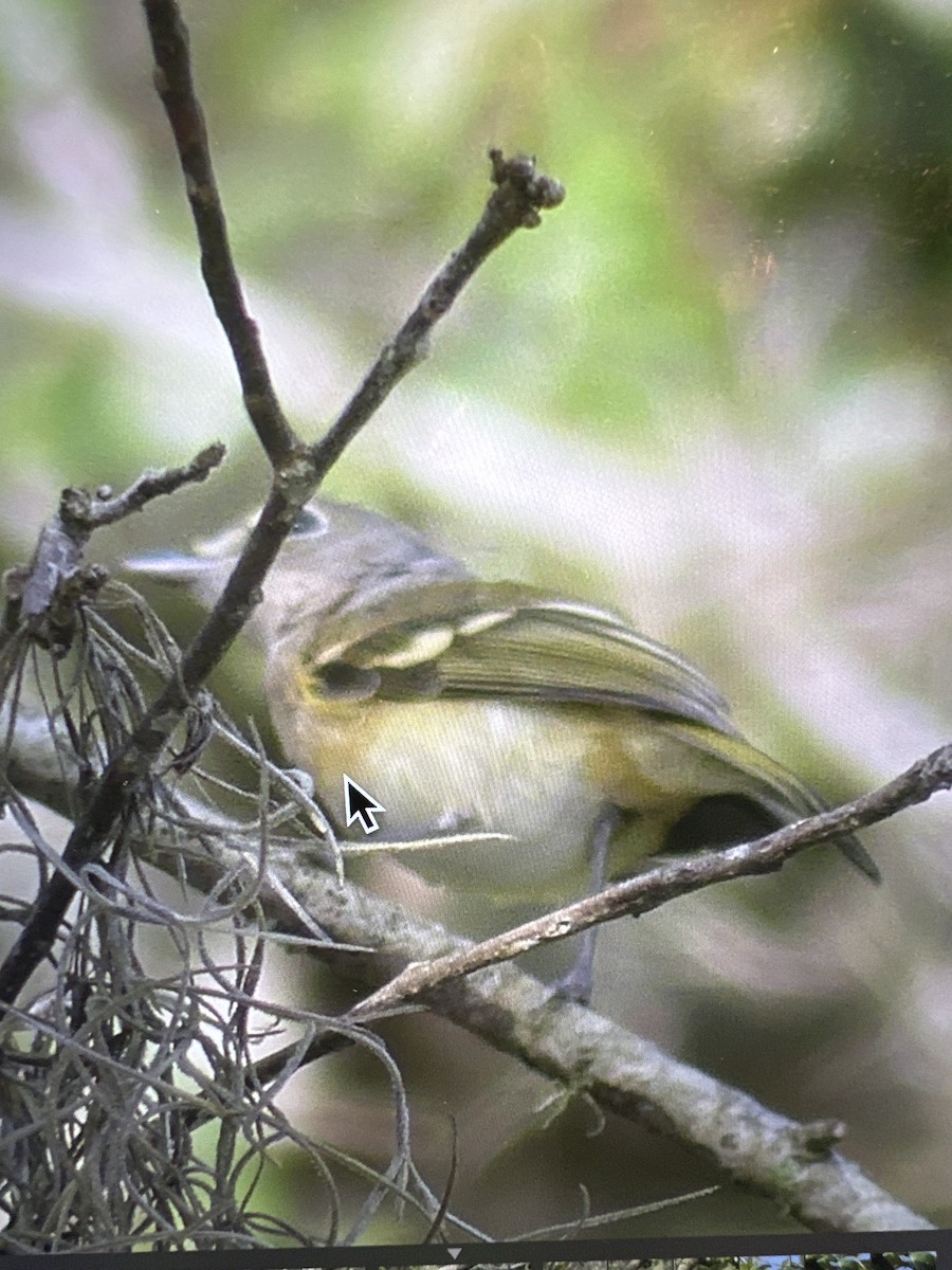 Blue-headed Vireo - ML621185111