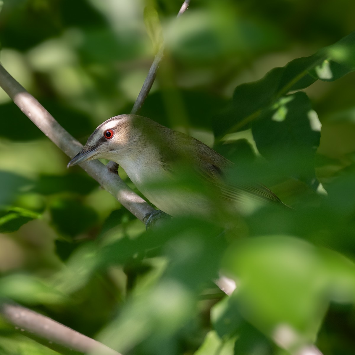 Kızıl Gözlü Vireo - ML621185112