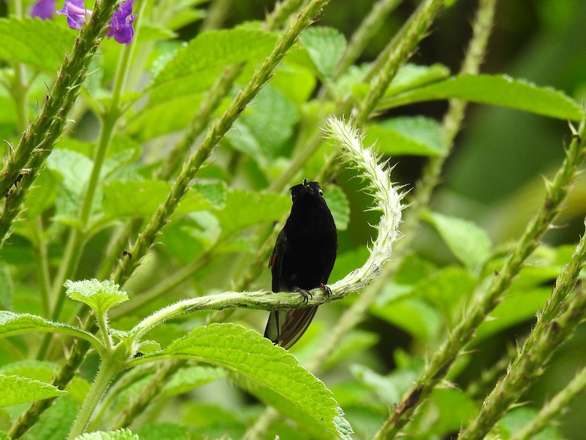 Black-bellied Hummingbird - ML621185134