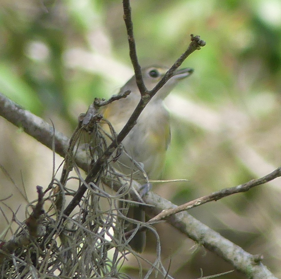 Blue-headed Vireo - ML621185160