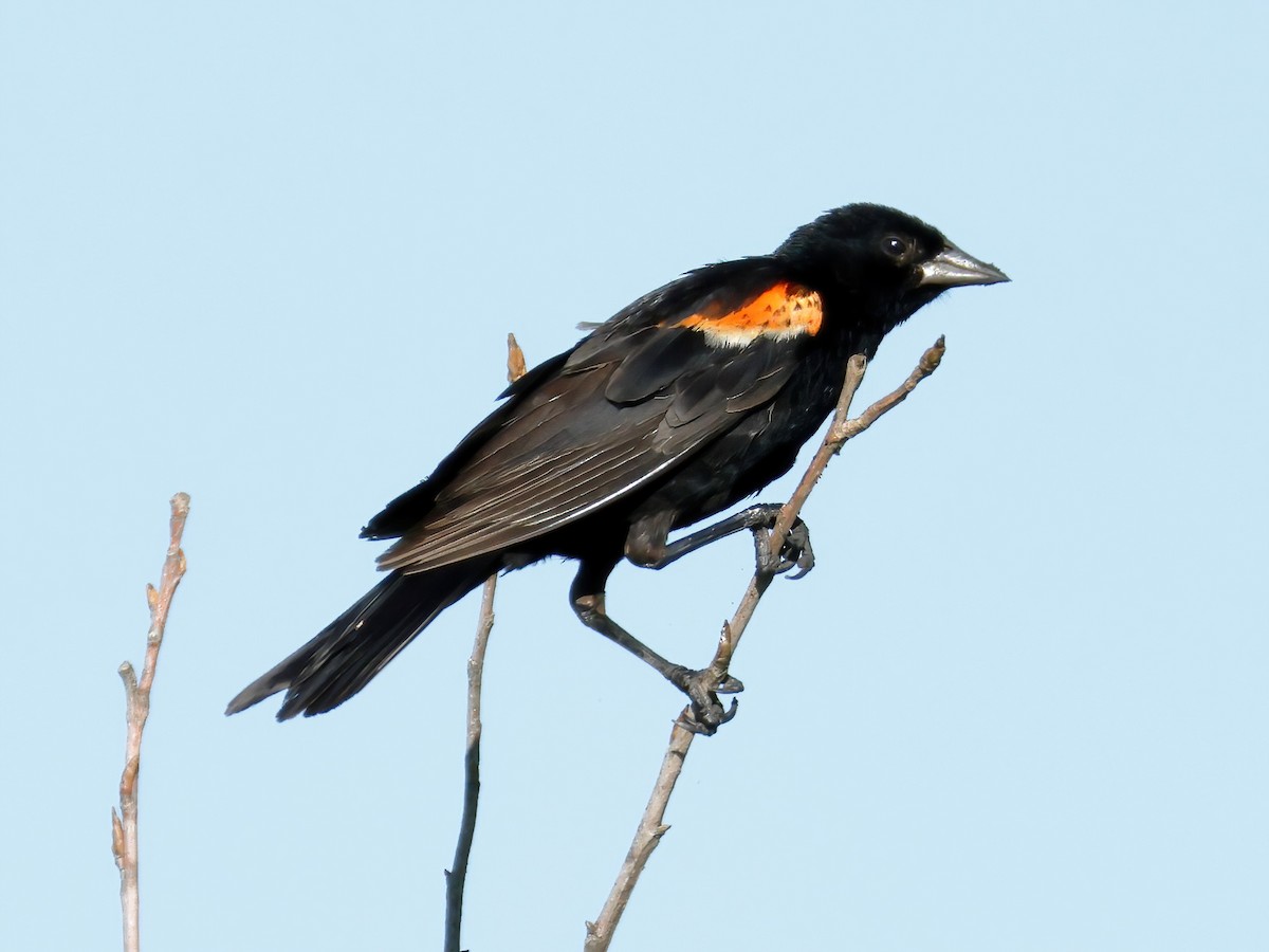 Red-winged Blackbird - ML621185167