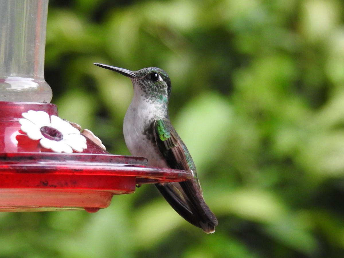 Stripe-tailed Hummingbird - ML621185169
