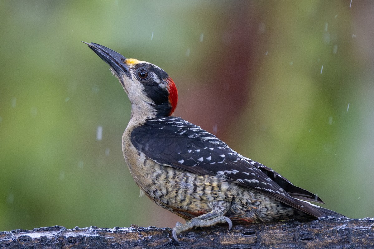 Black-cheeked Woodpecker - ML621185170