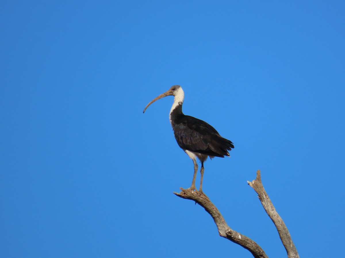 ibis slámokrký - ML621185172