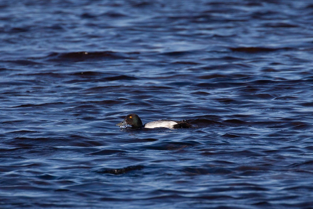 Greater Scaup - ML621185175