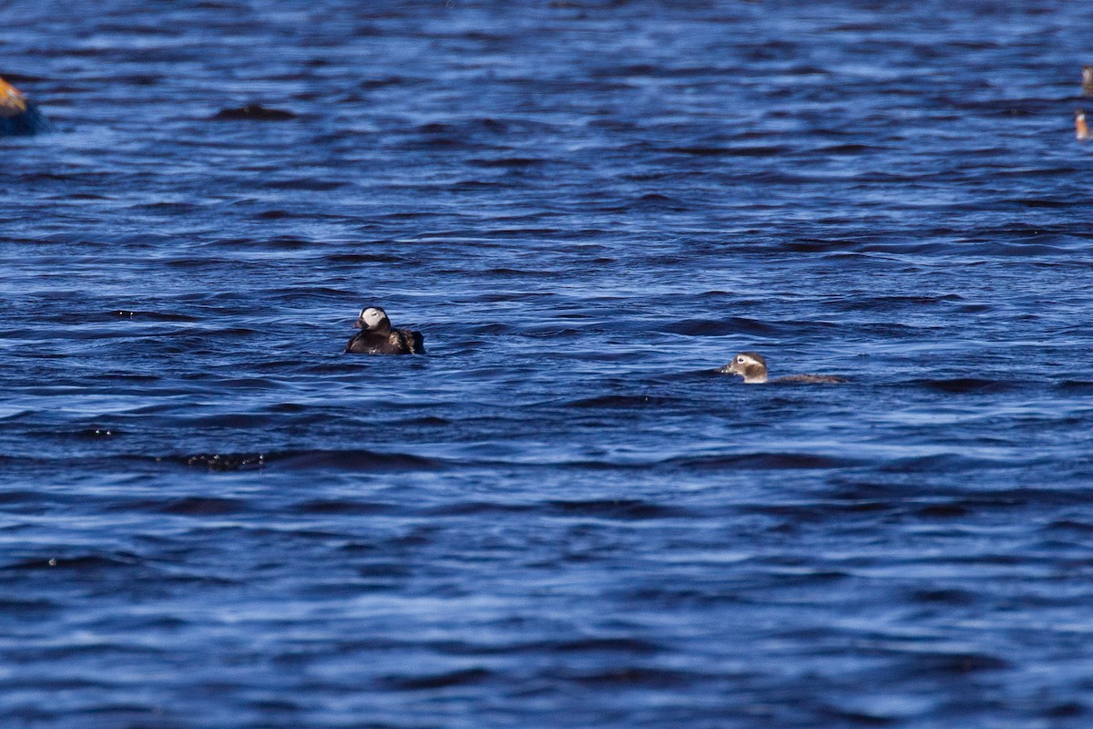 Long-tailed Duck - ML621185181