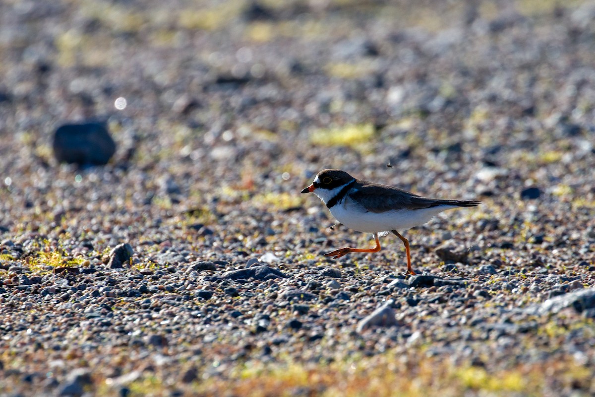 Semipalmated Plover - ML621185184