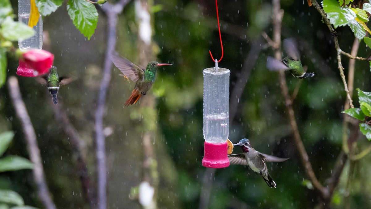 Rufous-tailed Hummingbird - ML621185190