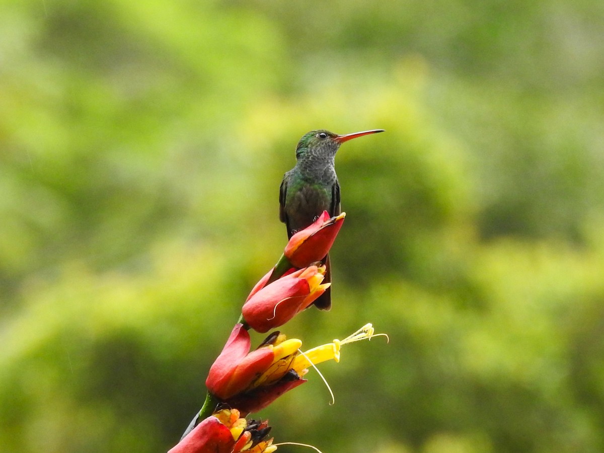 Rufous-tailed Hummingbird - ML621185197