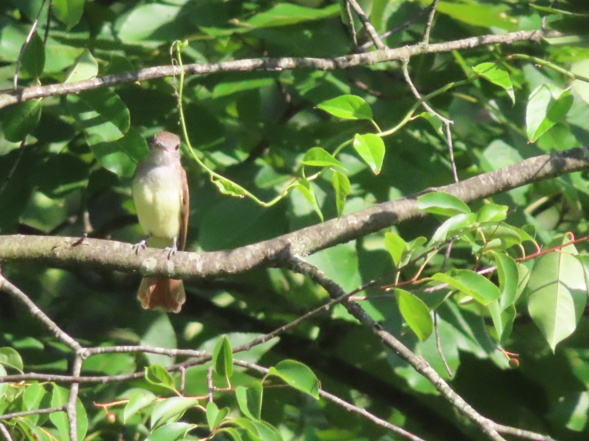 Great Crested Flycatcher - ML621185215