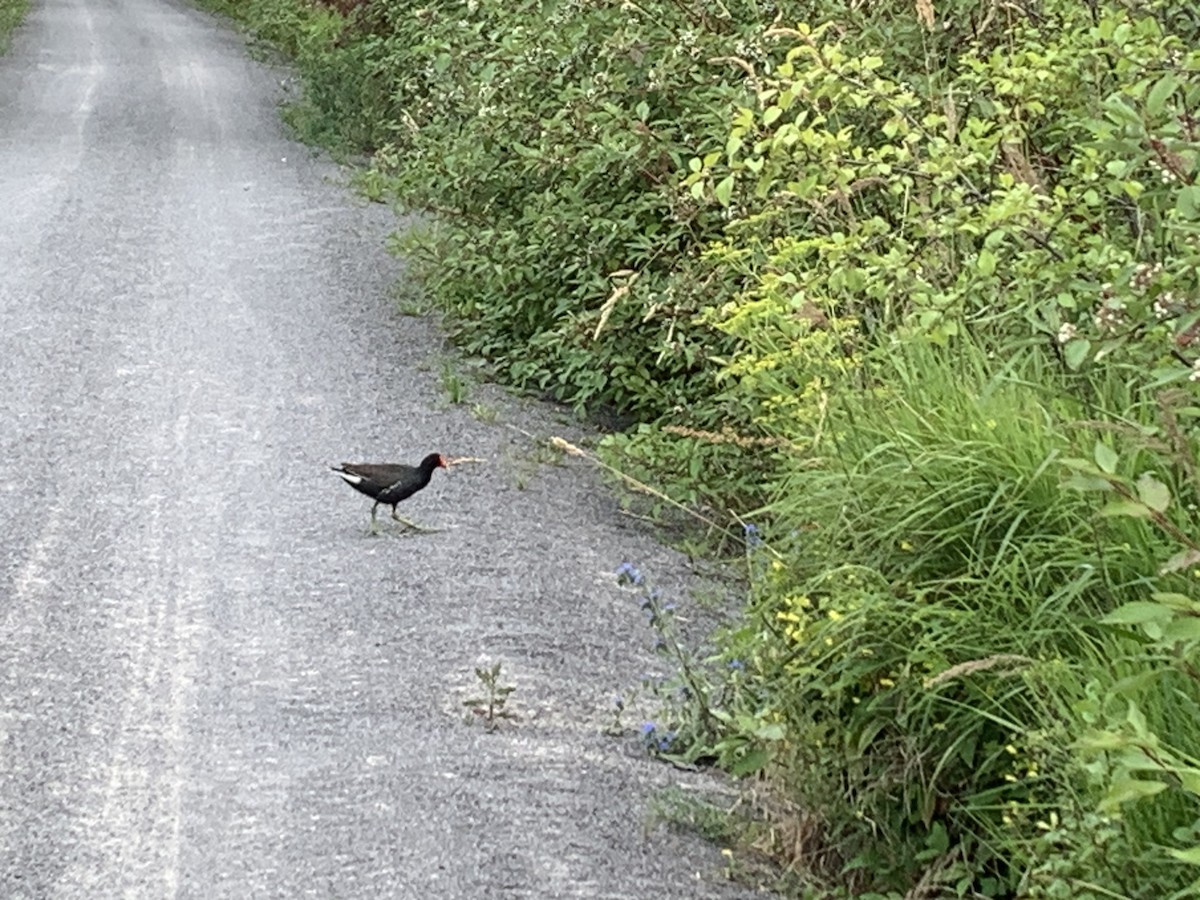 Common Gallinule - ML621185243