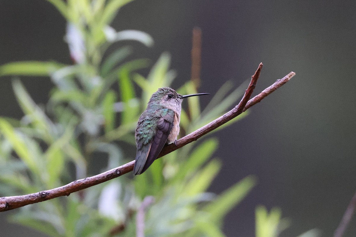 Broad-tailed Hummingbird - ML621185246