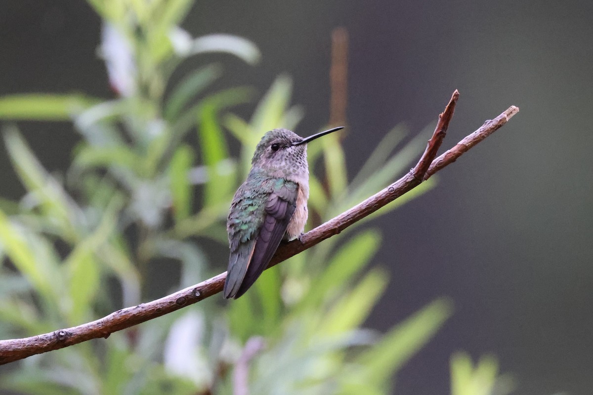 Broad-tailed Hummingbird - ML621185247