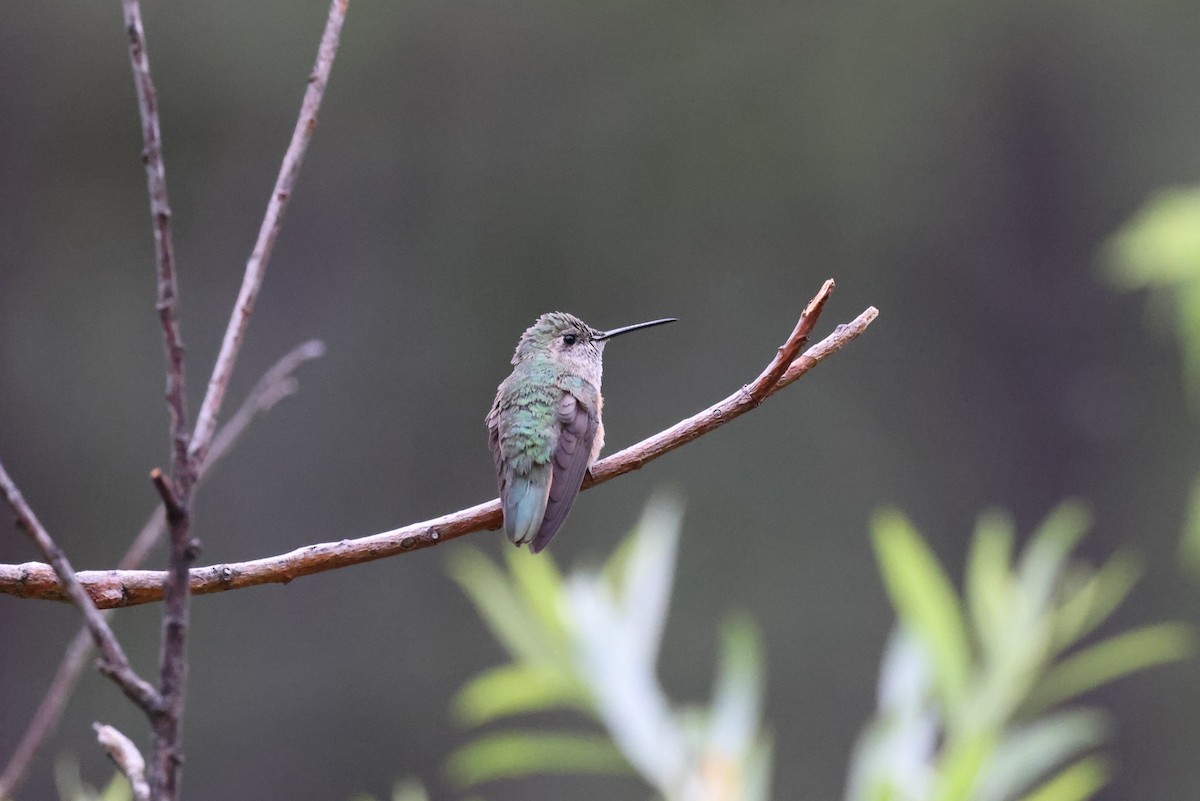 Broad-tailed Hummingbird - ML621185248