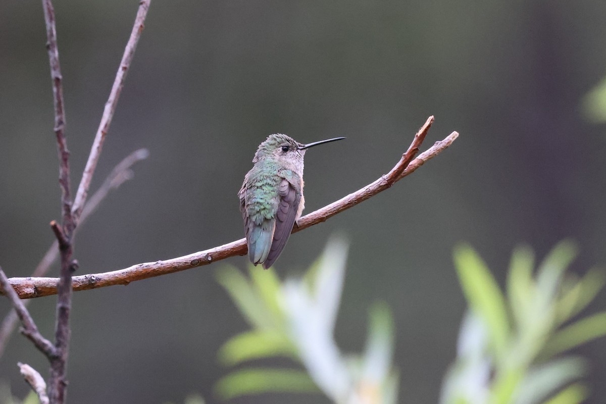 Broad-tailed Hummingbird - ML621185249