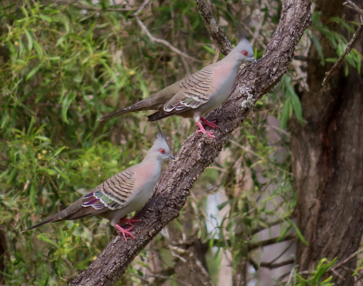 Crested Pigeon - ML621185273