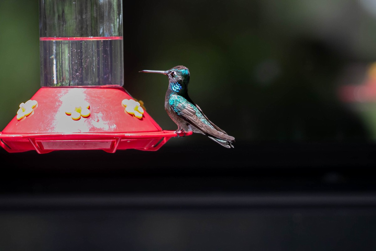 kolibřík skvostný - ML621185274
