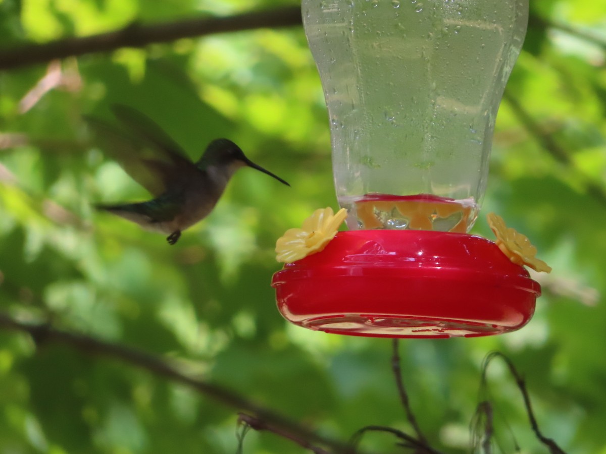 Ruby-throated Hummingbird - ML621185284