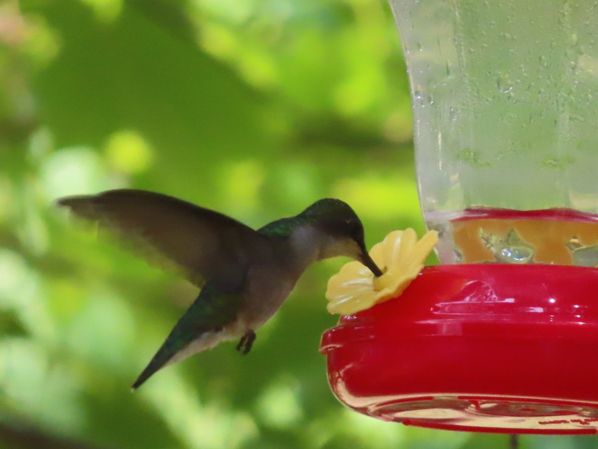 Ruby-throated Hummingbird - ML621185285