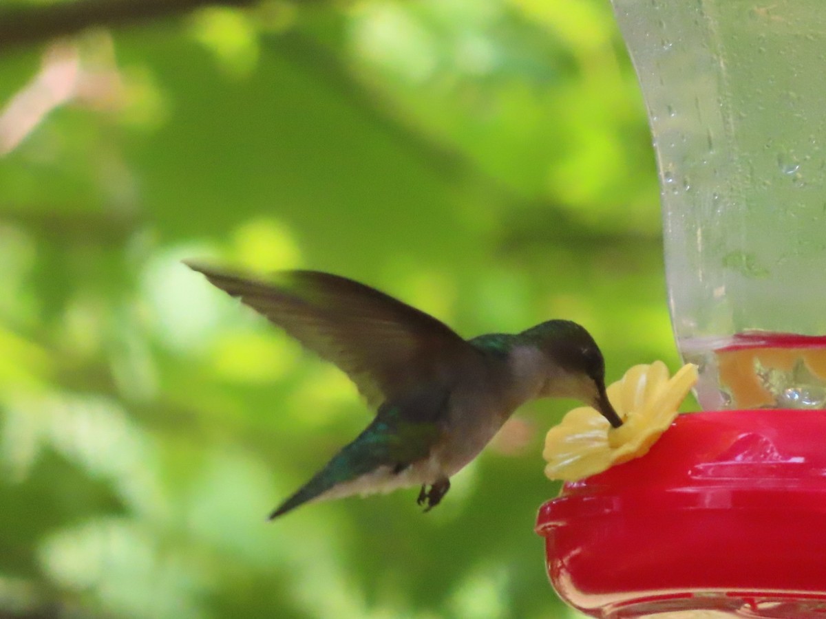 Ruby-throated Hummingbird - ML621185286