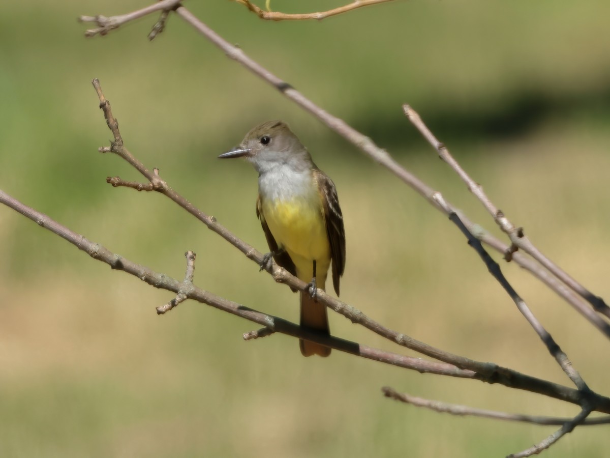 Great Crested Flycatcher - ML621185293