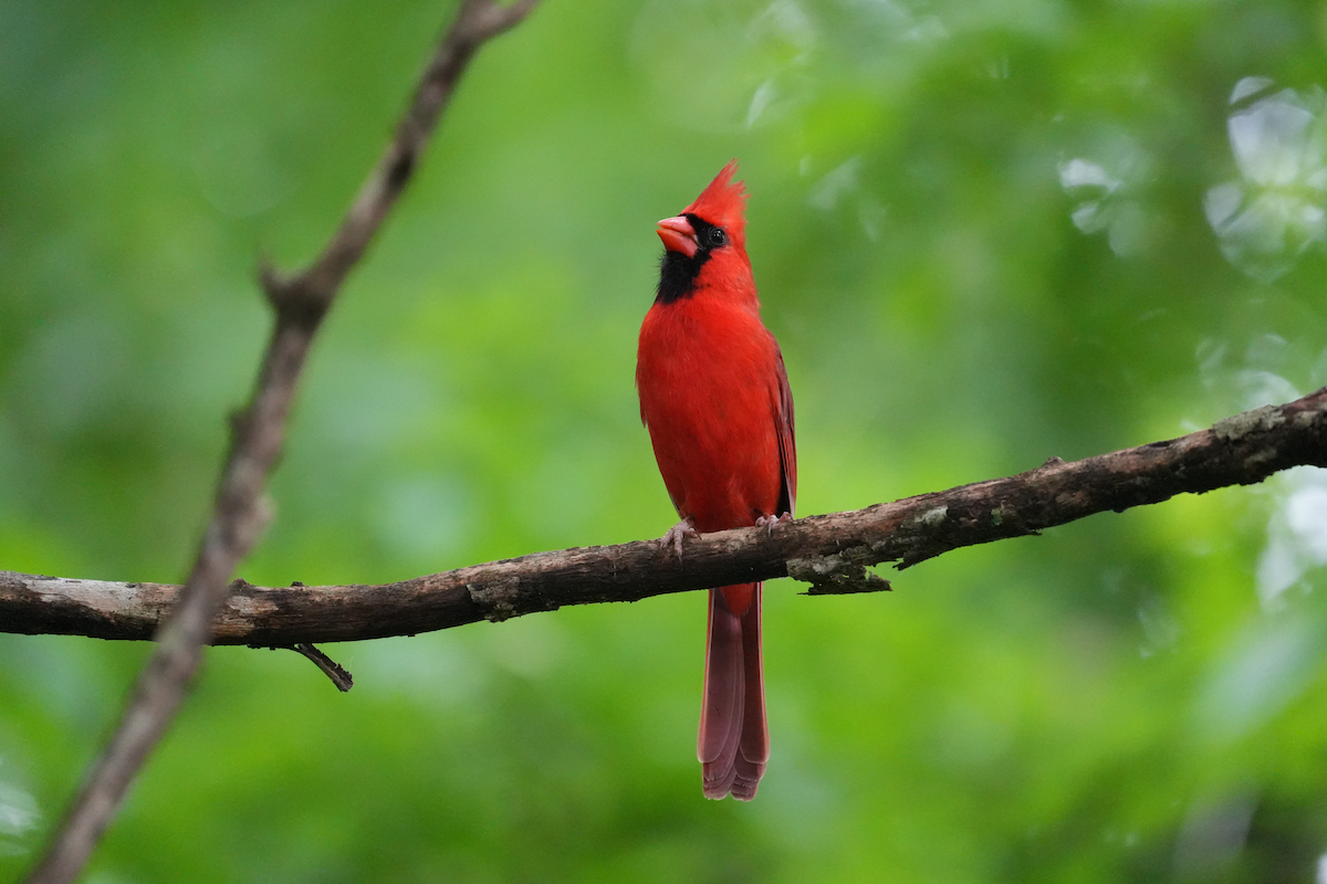 Cardinal rouge - ML621185297
