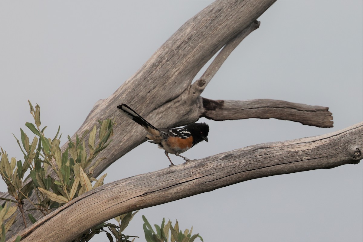 Spotted Towhee (maculatus Group) - ML621185298