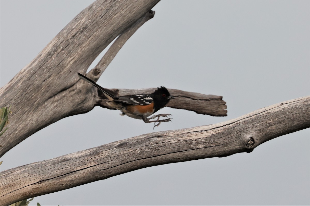 Spotted Towhee (maculatus Group) - ML621185299
