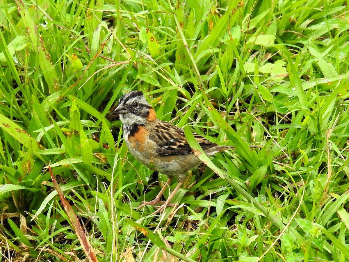Rufous-collared Sparrow - ML621185317