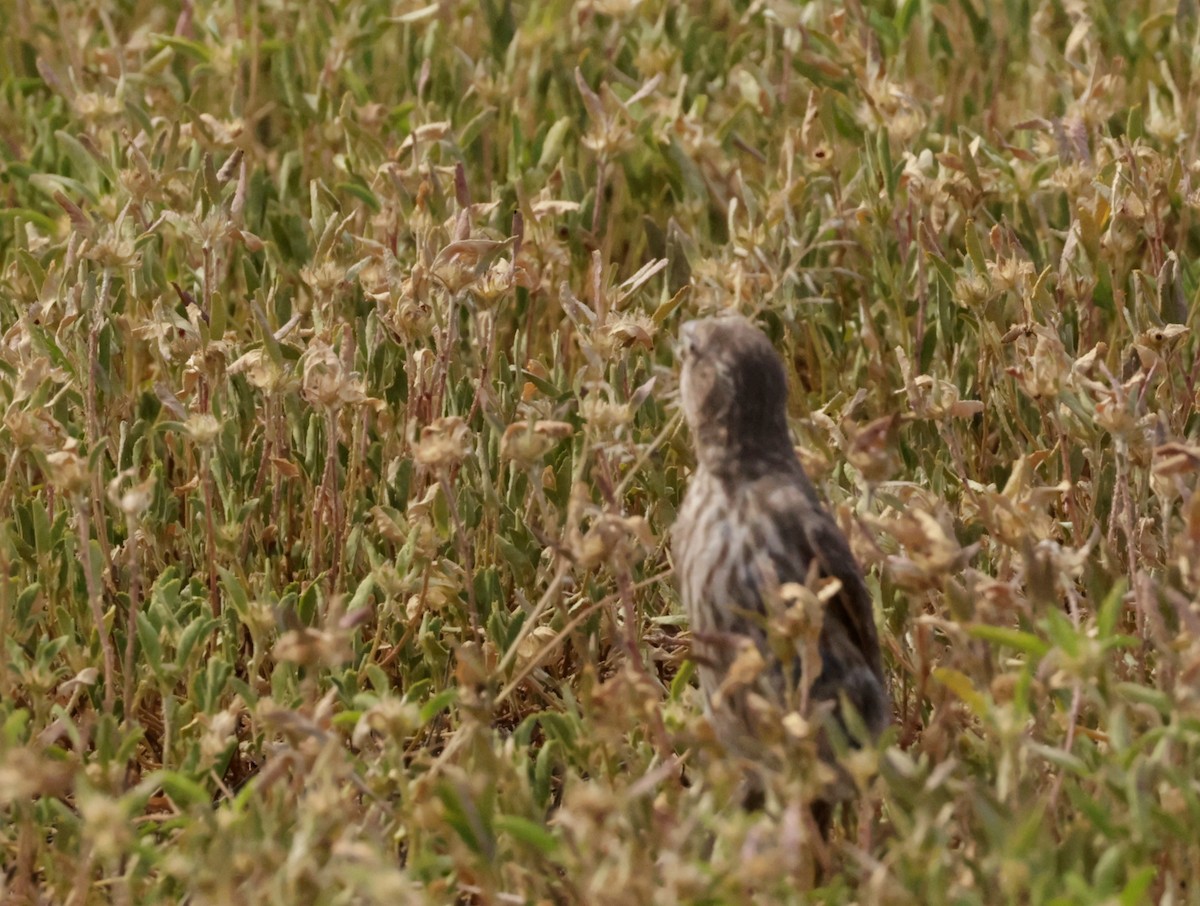 House Finch - ML621185359