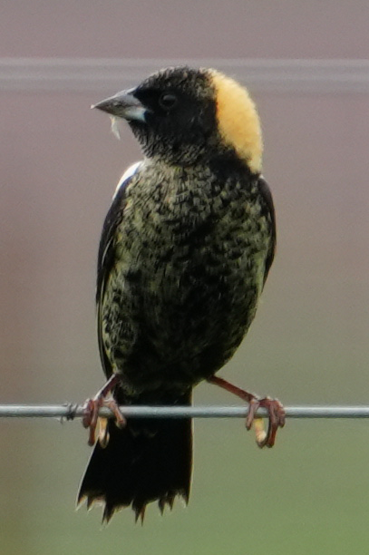 bobolink americký - ML621185367