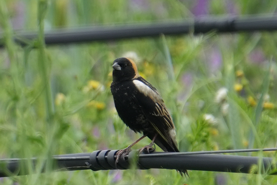 bobolink americký - ML621185368