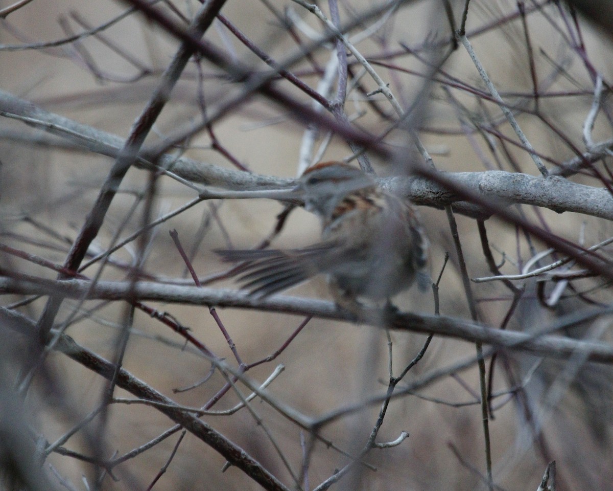 American Tree Sparrow - ML621185375