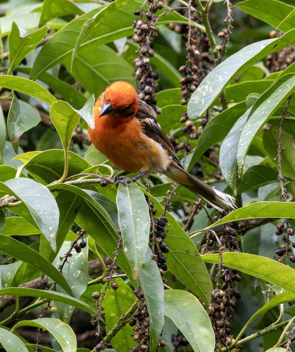 Flame-colored Tanager - ML621185398