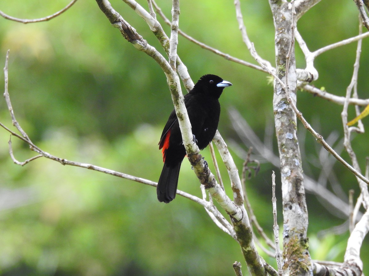 Scarlet-rumped Tanager - ML621185406