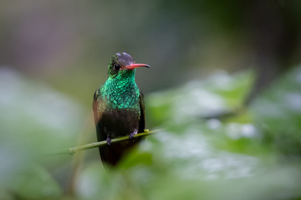 Rufous-tailed Hummingbird - ML621185445