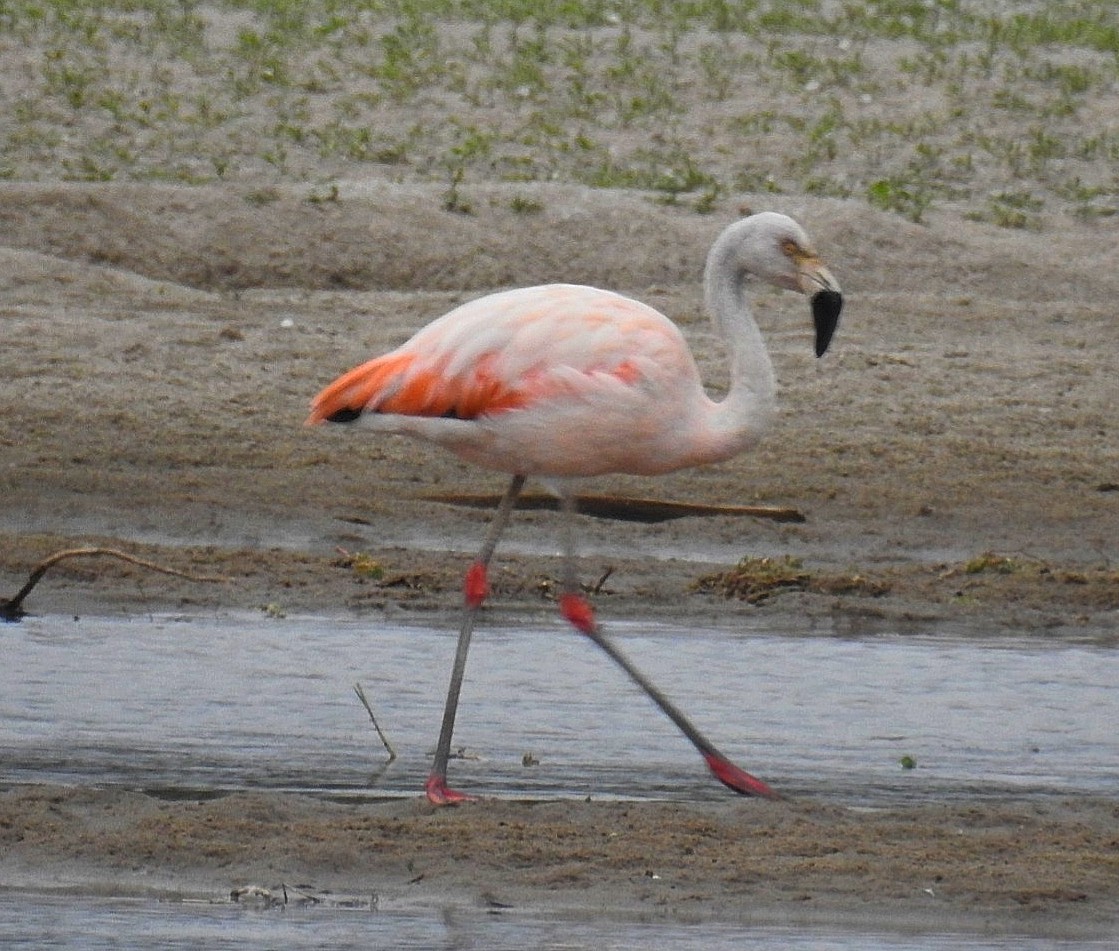 Chilean Flamingo - ML621185448