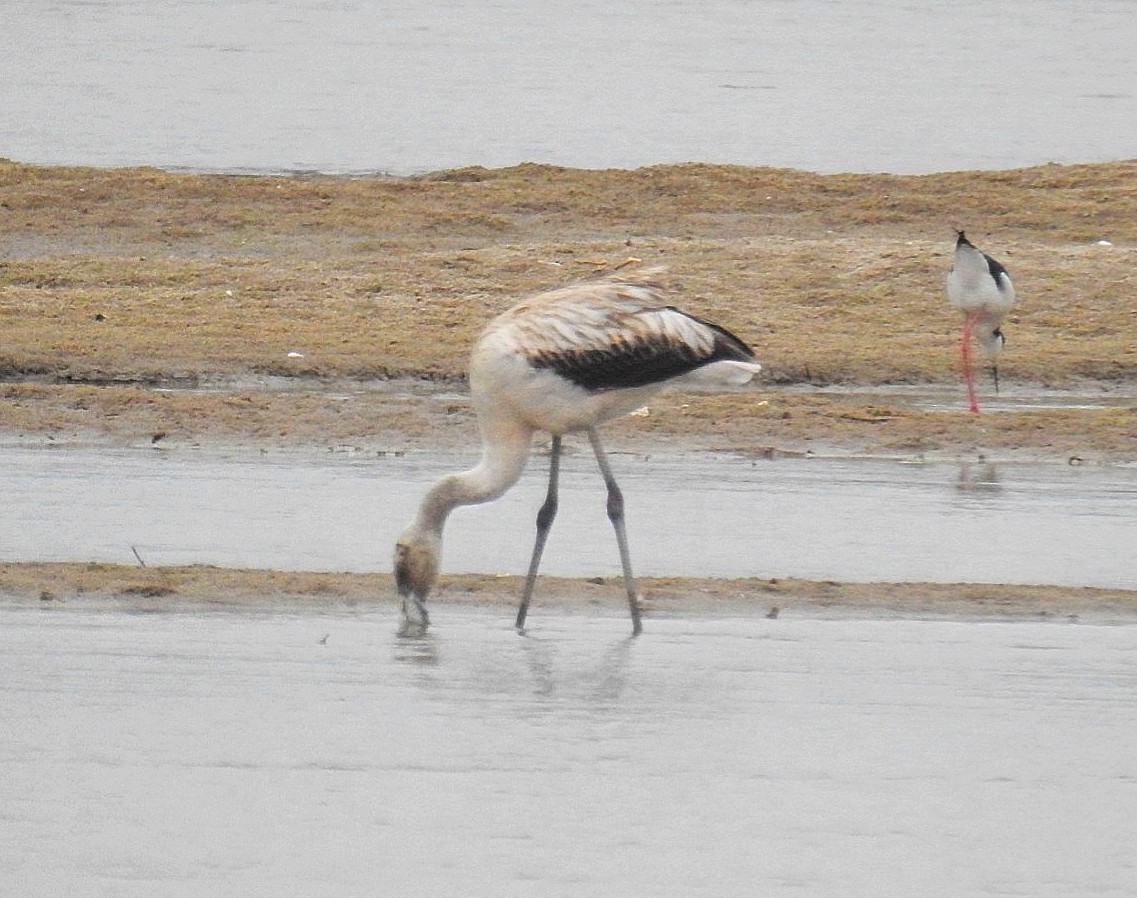 Chilean Flamingo - ML621185449